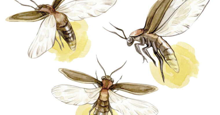 Why do fireflies glow?