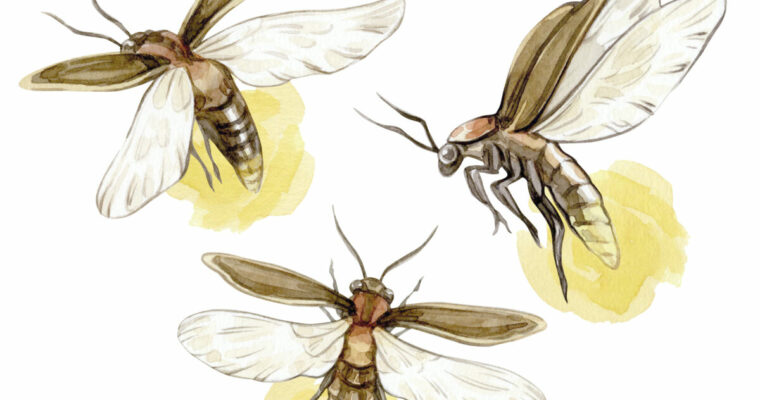 Warum leuchten Glühwürmchen?