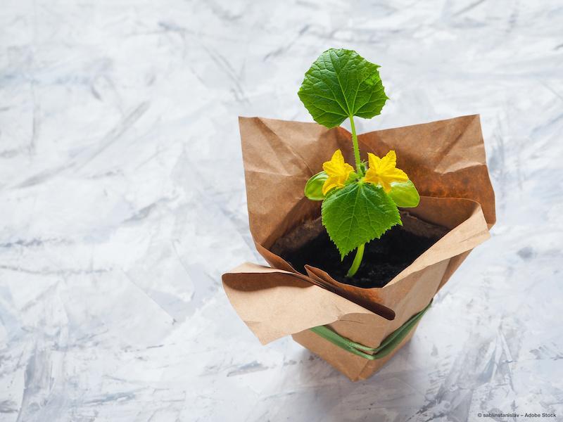 What are the Frost Saints (and why you should not plant tomatoes now)