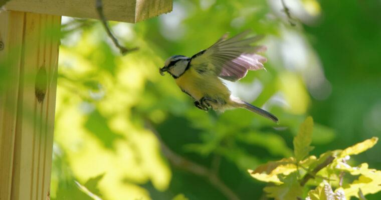 Hang up nesting boxes