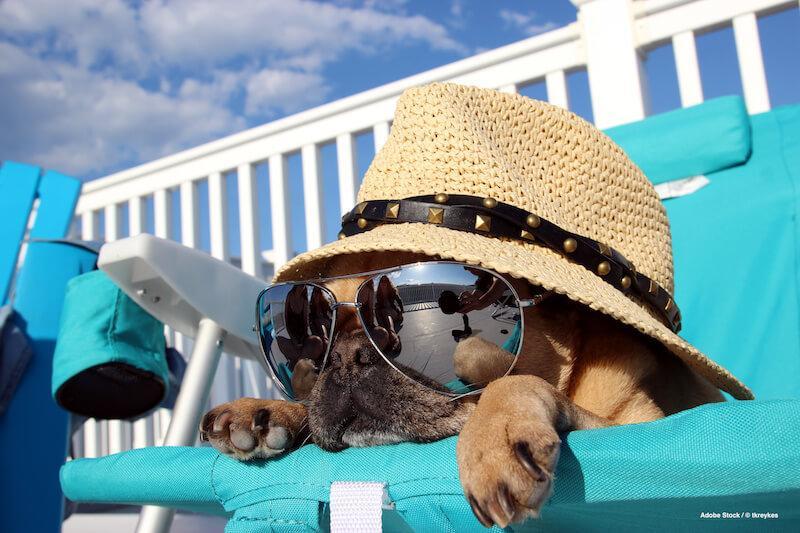 5+1 Summer tips for dog owners