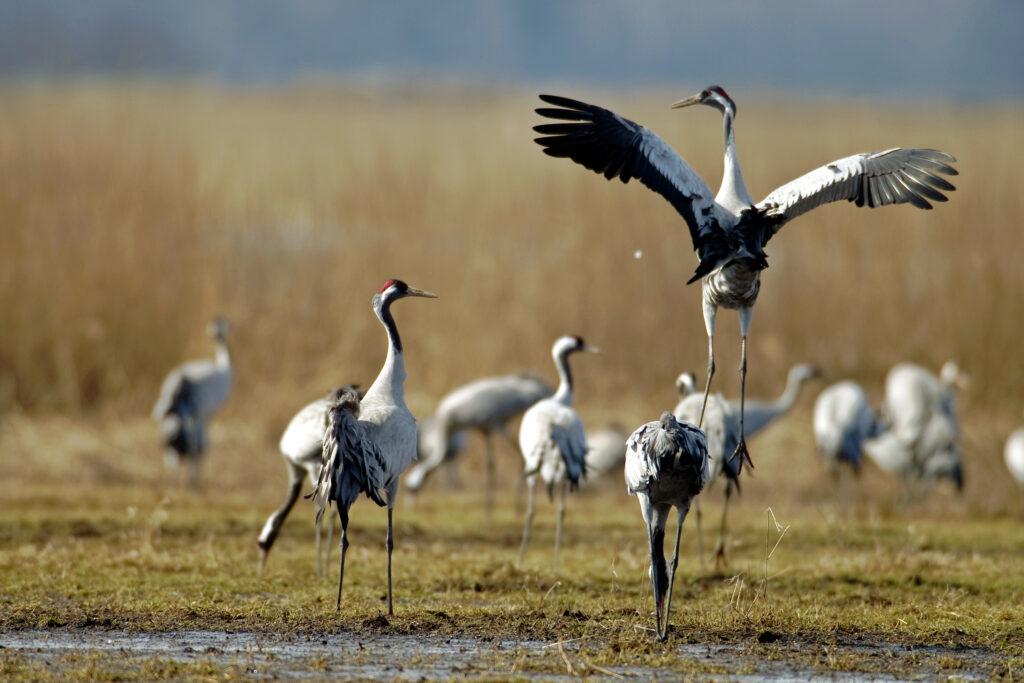 Gut Nisdorf, Baltic Sea, cranes - sustainable vacation