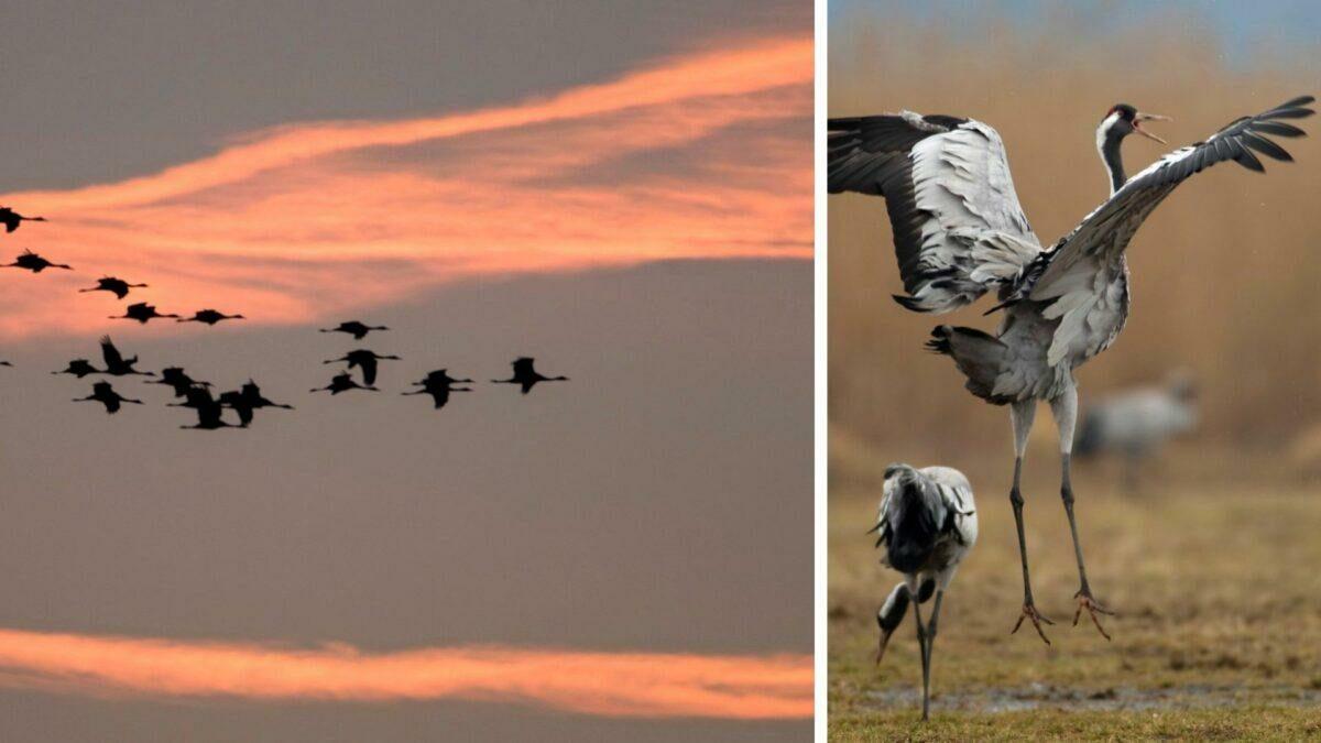 Autumn time is crane time at Gut Nisdorf!