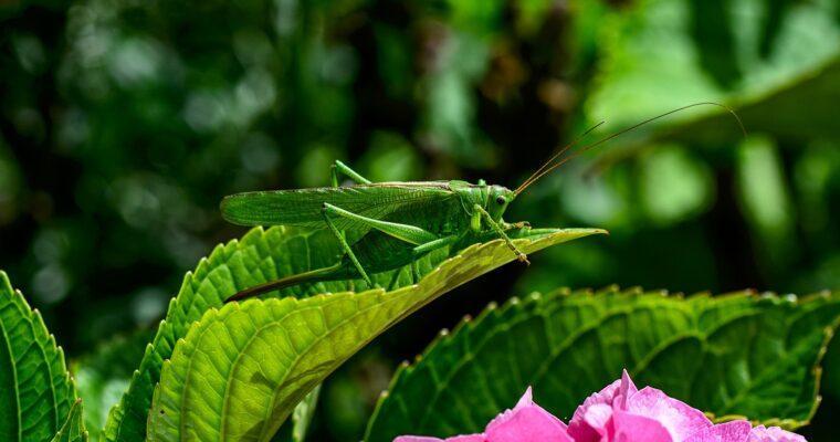 Are grasshoppers good or bad in the garden?