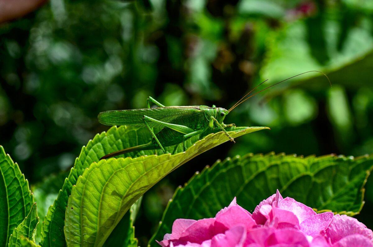 Are grasshoppers good or bad in the garden?