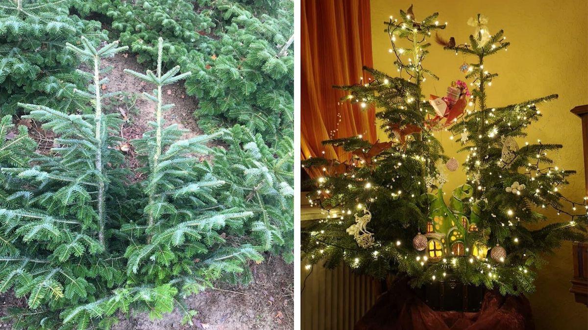 Christmas trees with a good conscience – is that possible at all?