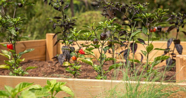 This is how I plan my raised bed for 2024