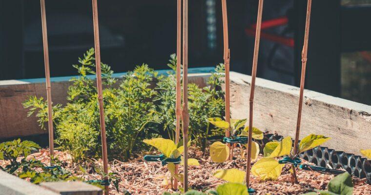 What vegetables to plant in August?