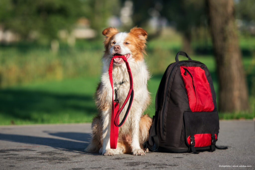 border collie dog holding a leash in mouth