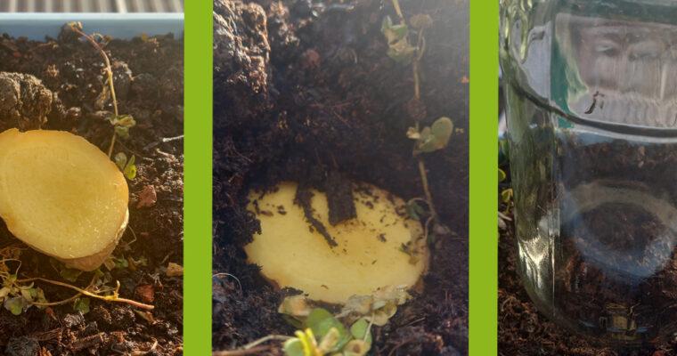 Grow your own ginger – simply from the bulb