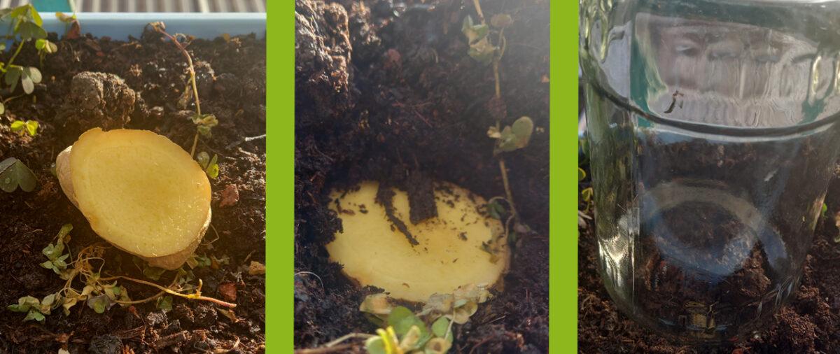 Grow your own ginger – simply from the bulb