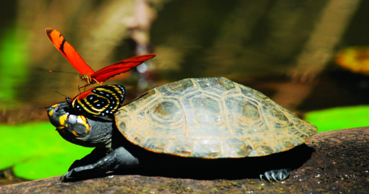 Rainforest protection – sustainable tips for everyday life and travel