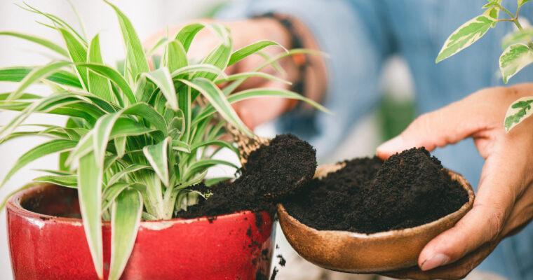 5 uses for coffee grounds