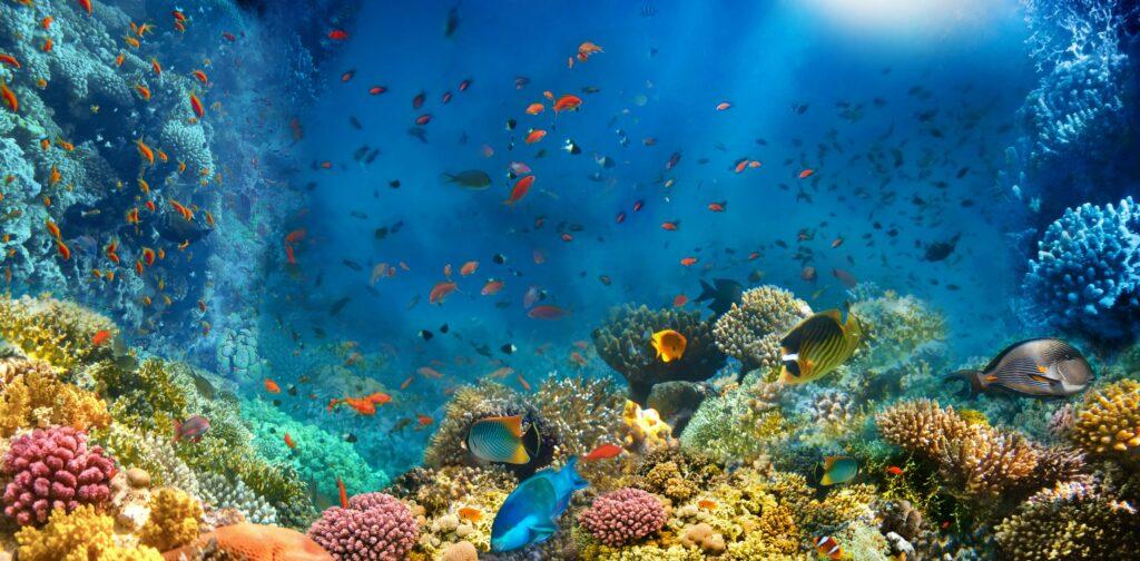 coral reef red sea