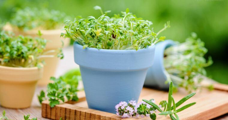 Microgreens for your kitchen
