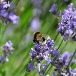 Biene auf einer lilafarbenen Lavendelblüte