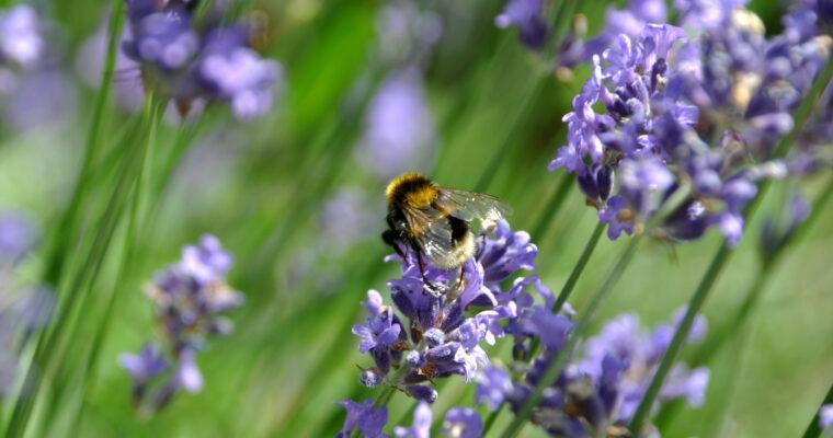 Bee-friendly Plants for your Balcony or Patio