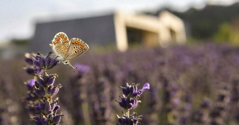 10 easy ways to use lavender