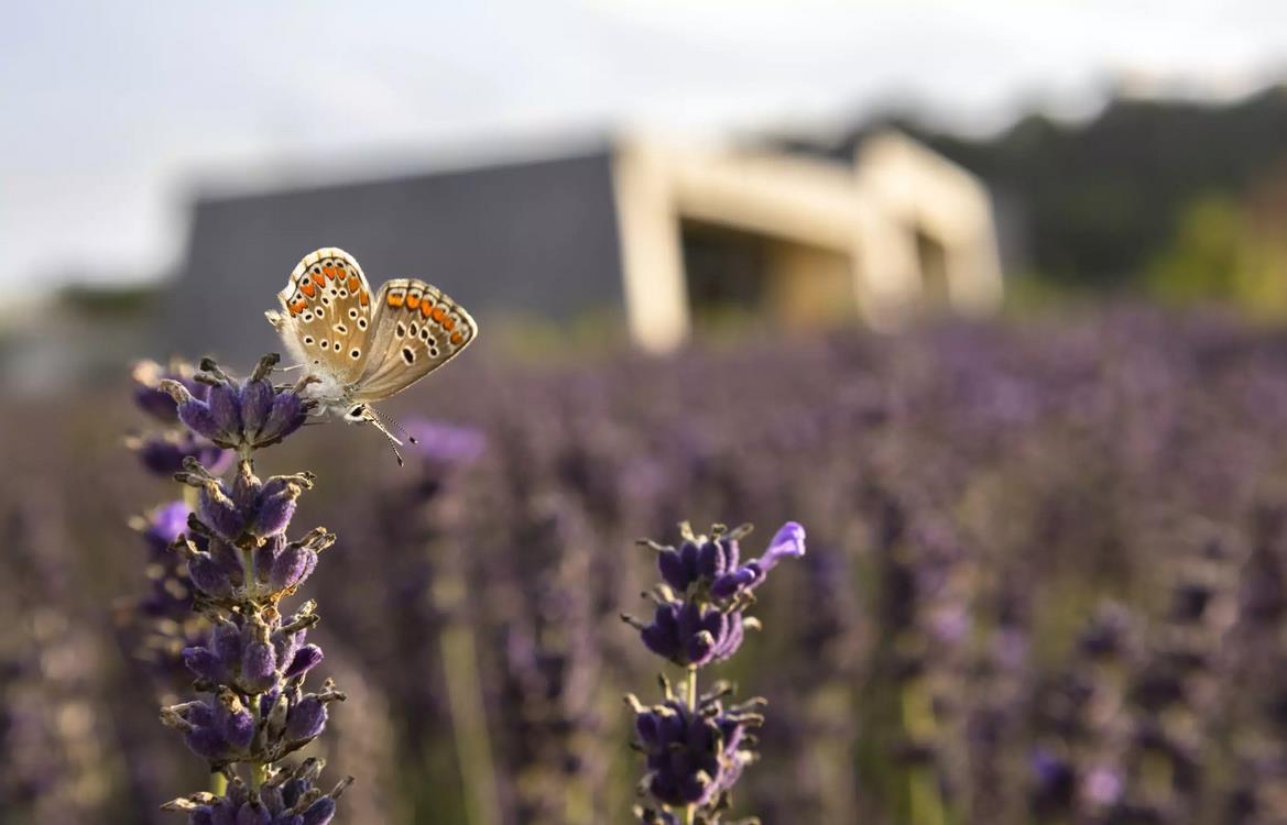 10 easy ways to use lavender