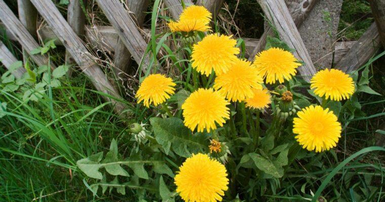 Dandelions in your garden – mowing them, leaving them alone or eating them?