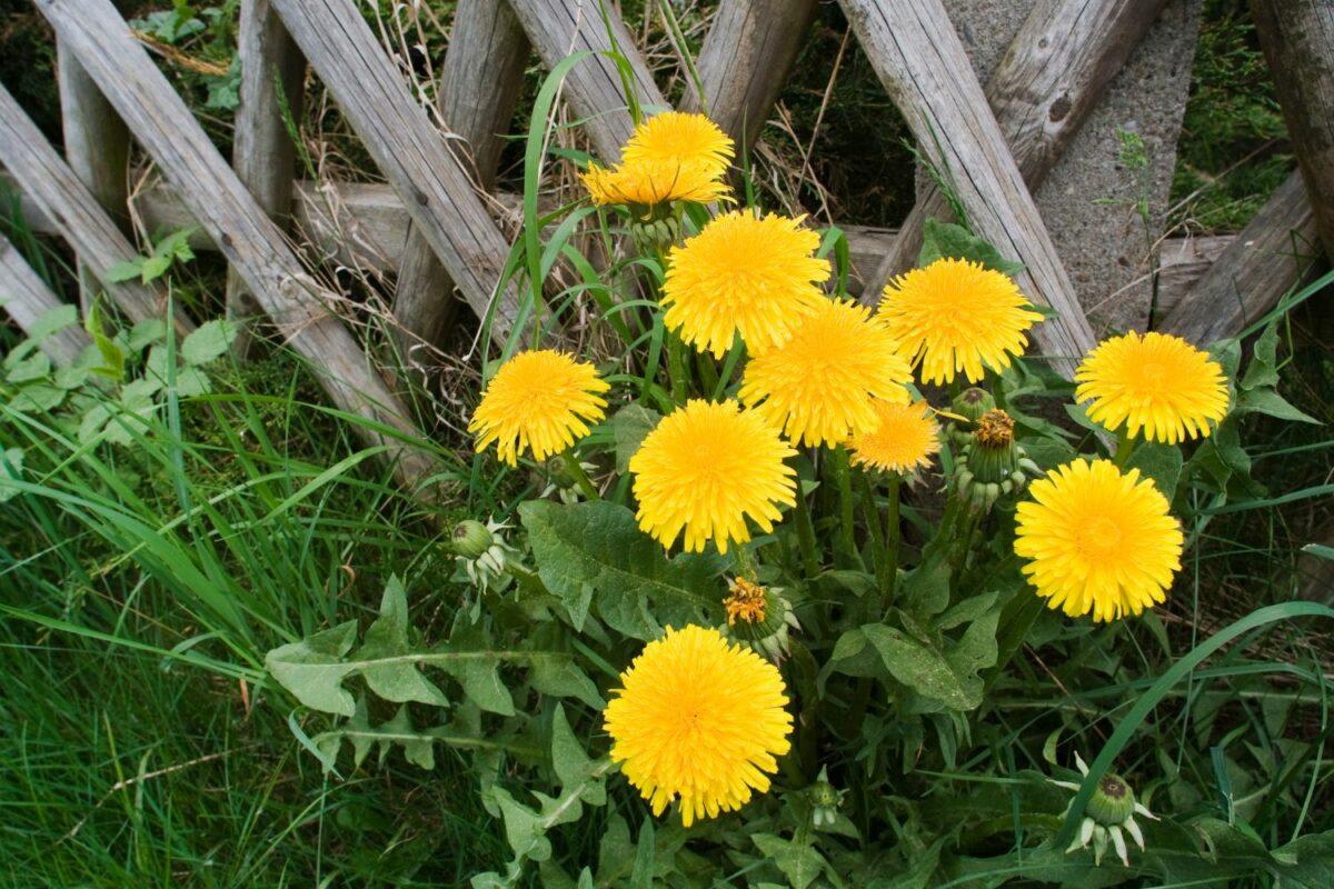 Dandelions in your garden – mowing them, leaving them alone or eating them?