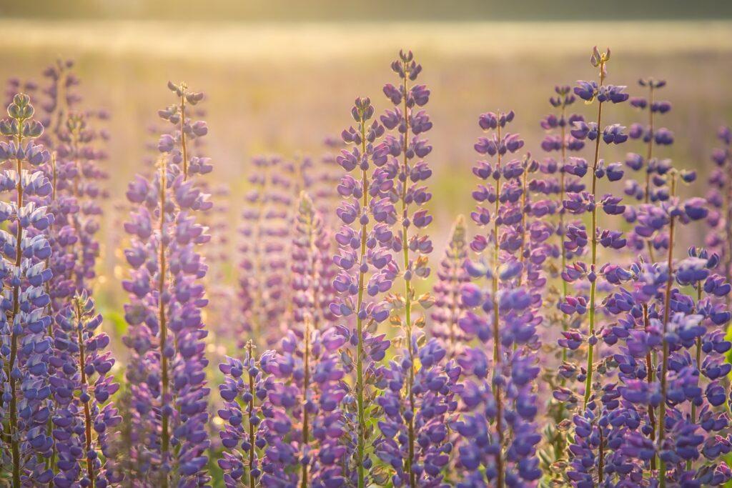 sustainable food lupin coffee