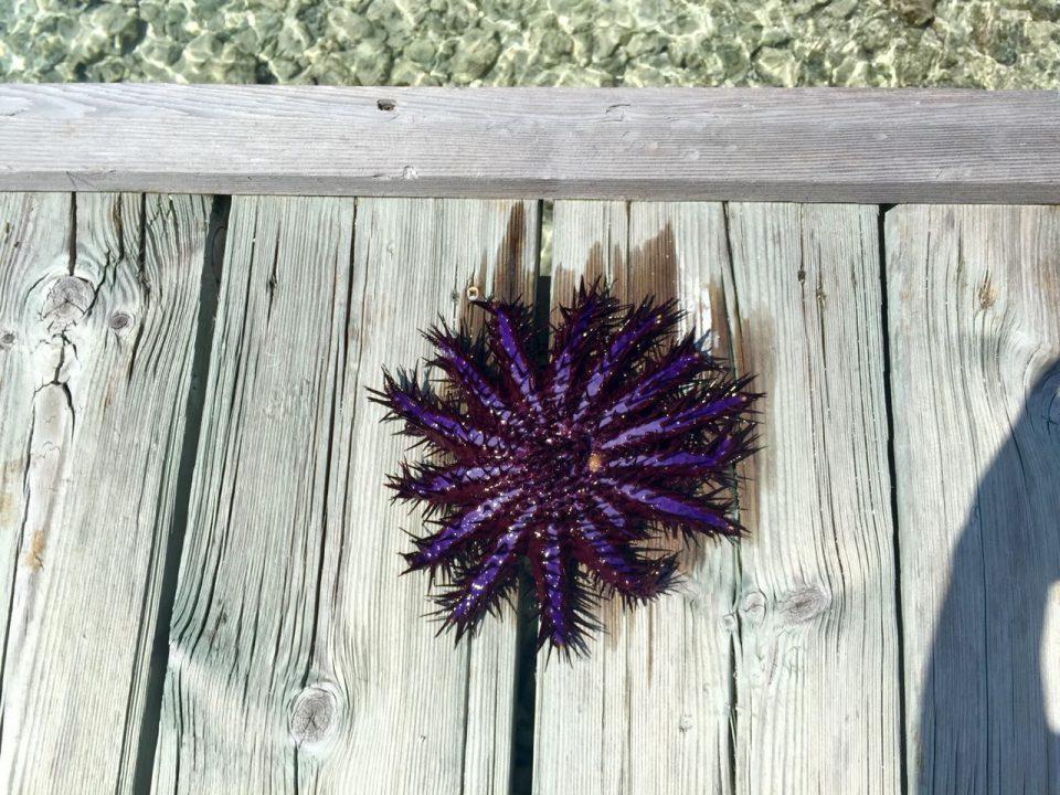 Sustainability on the Maldives – is that possible?