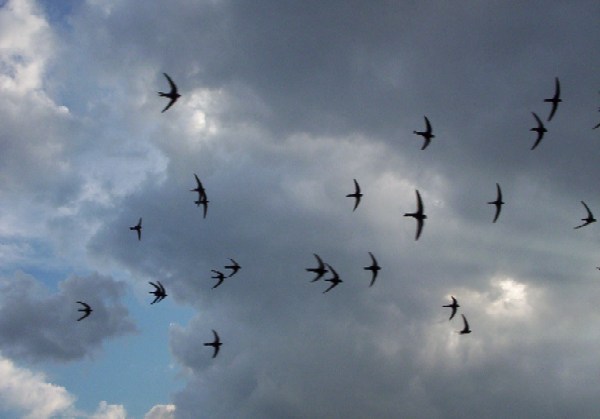 Migratory birds - swifts are in Germany from spring to autumn and fly to Africa. Sustainable travel