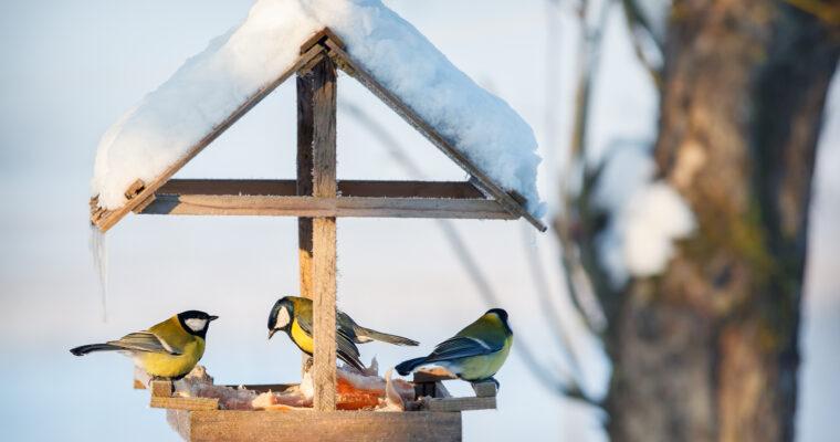 Feeding birds in your backyard – yes or no?