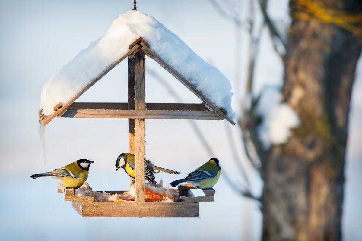 Feeding birds in your backyard – yes or no?