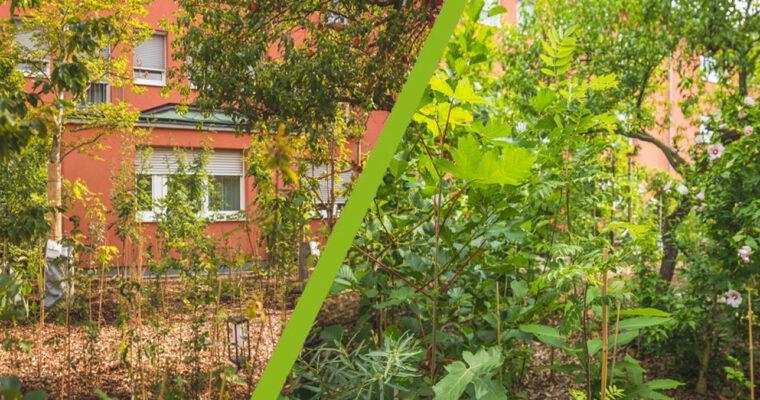 Create your own microforest right in the middle of your garden!