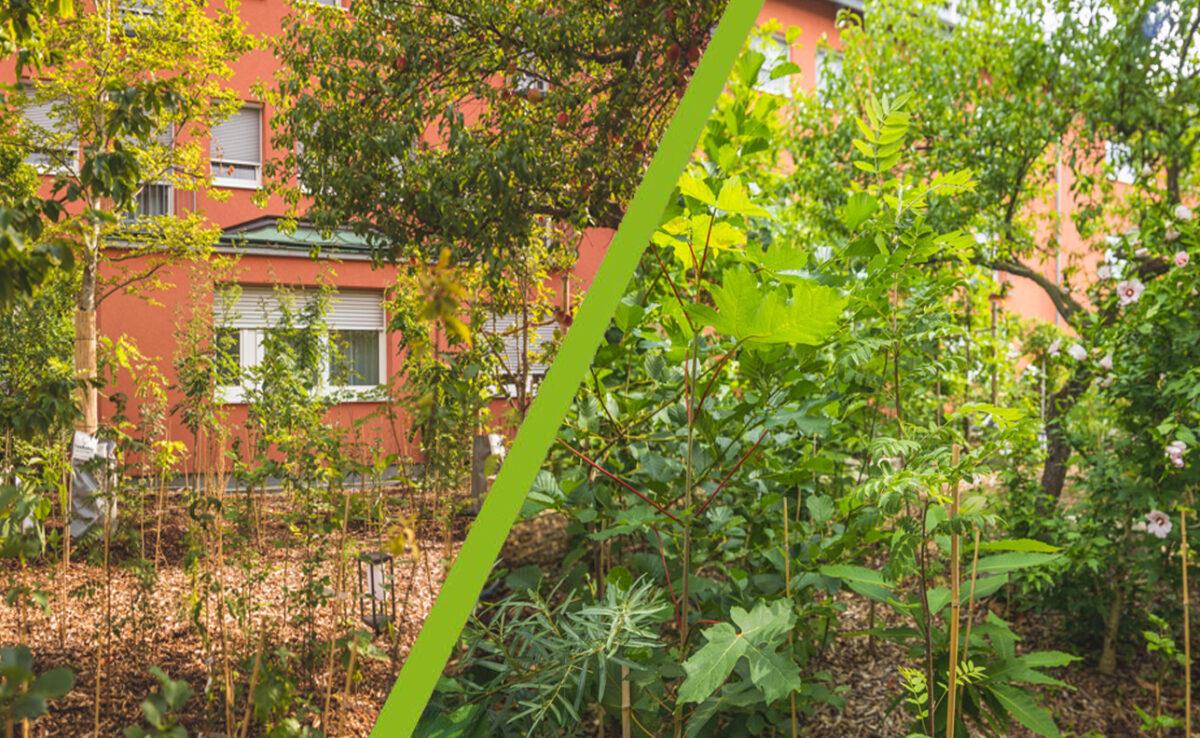 Create your own microforest right in the middle of your garden!