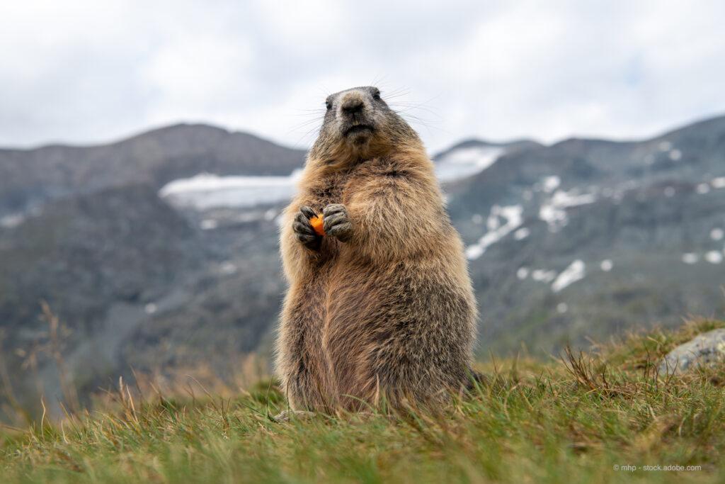 Marmot in the Alps- mhp - stock.adobe.com