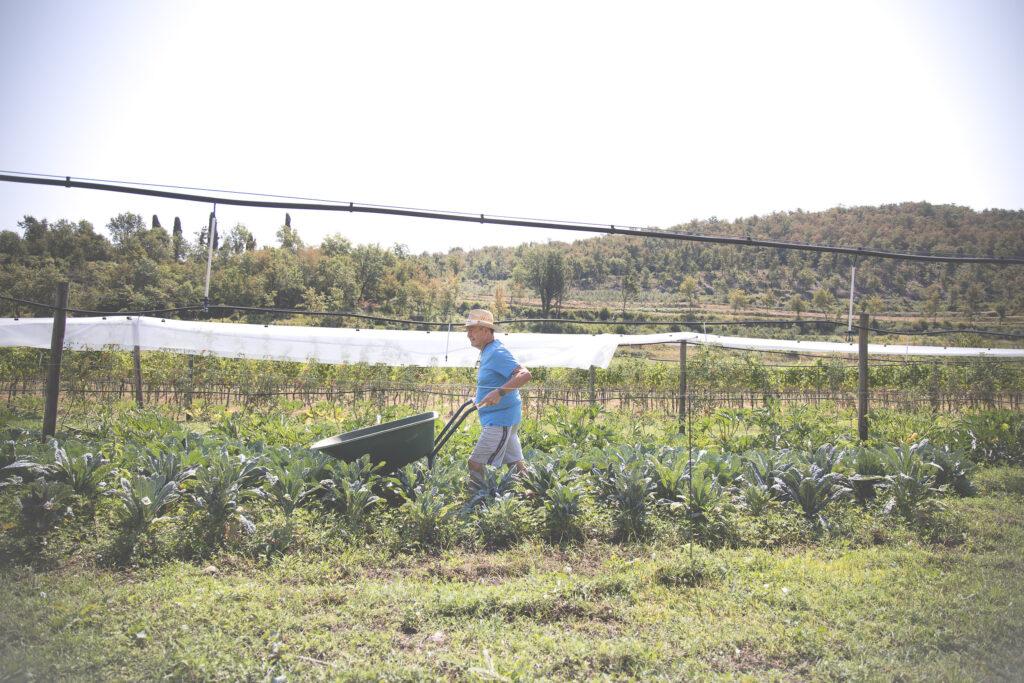 Farmer with wheelbarrow in a field in Tuscany