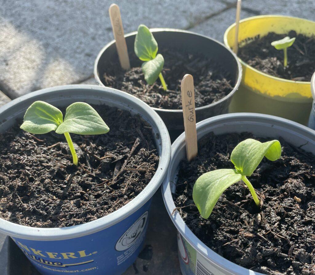 Young seedlings with two green leaves, planted in labeled pots, are displayed in a sunlit area and convey growth and care in a horticultural environment.