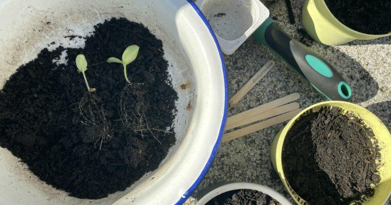 DIY cultivation, part 2: plant nursery and final planting