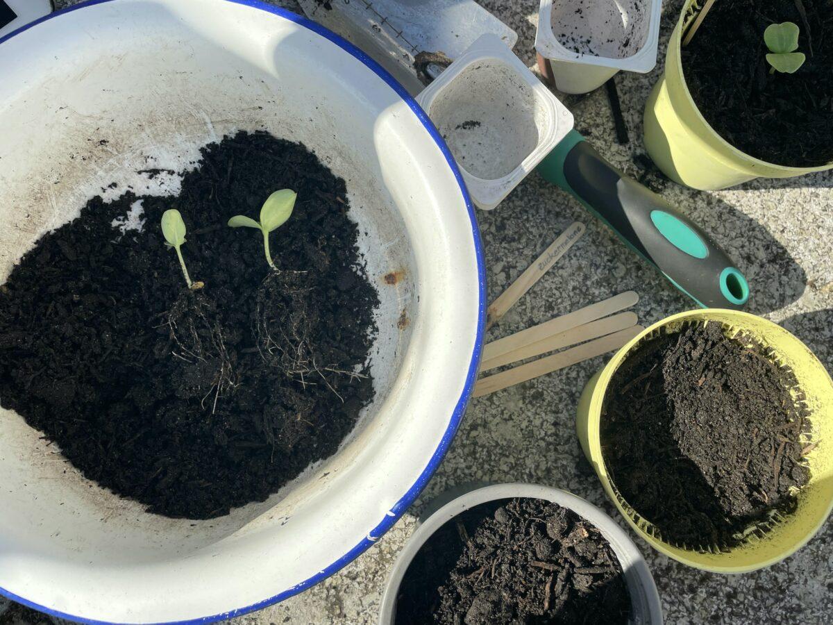 DIY cultivation, part 2: plant nursery and final planting