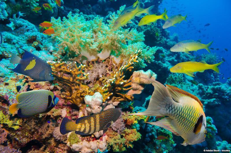 Sustainable diving holiday: three breathtaking places