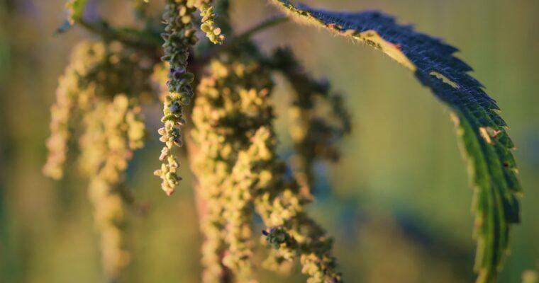 Nettle seeds – How to use the European superfood