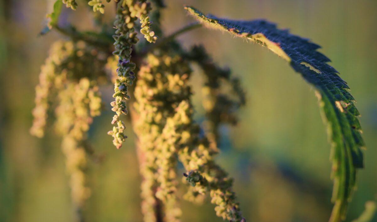 Nettle seeds – How to use the European superfood