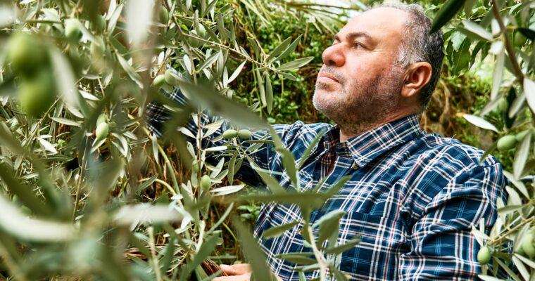 A Gourmet’s Journey to the Olive Harvest in Italy and Spain