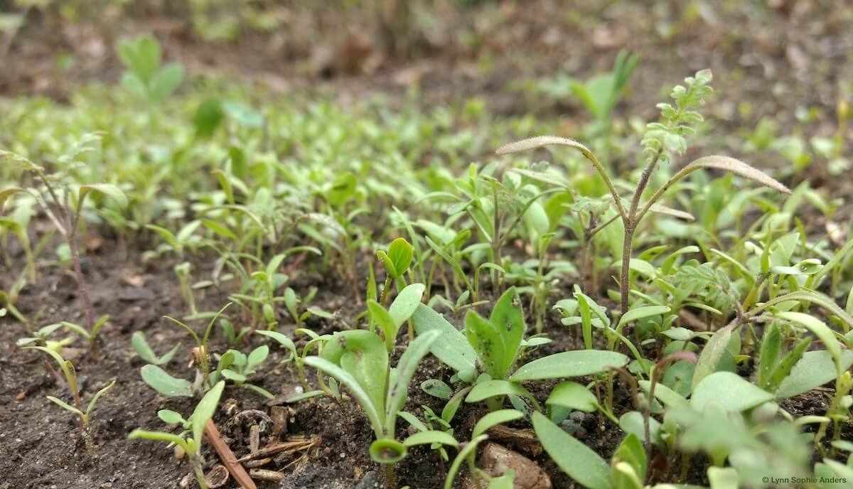 Blossoming butterfly meadow