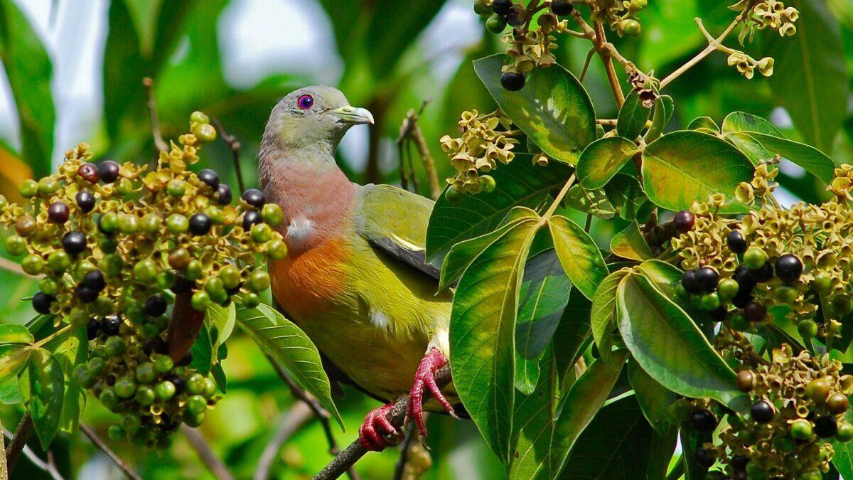 Pink-necked pigeon at Tongsai Bay