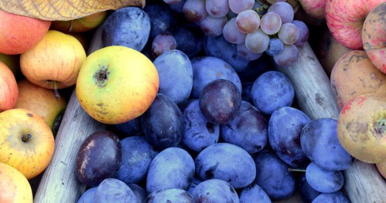 What is the difference between plum and damson?