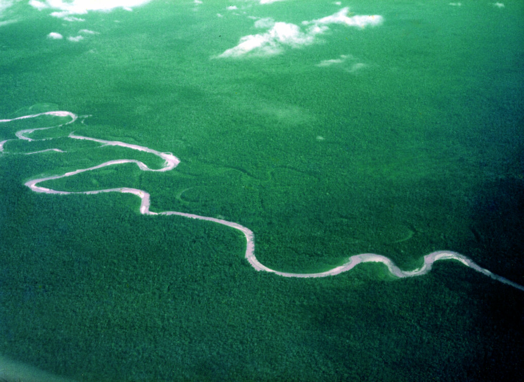 Amazonas Regenwald