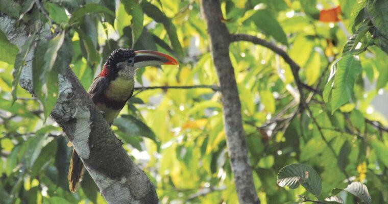 Rainforest Day 2023 – 5 facts about the Amazon