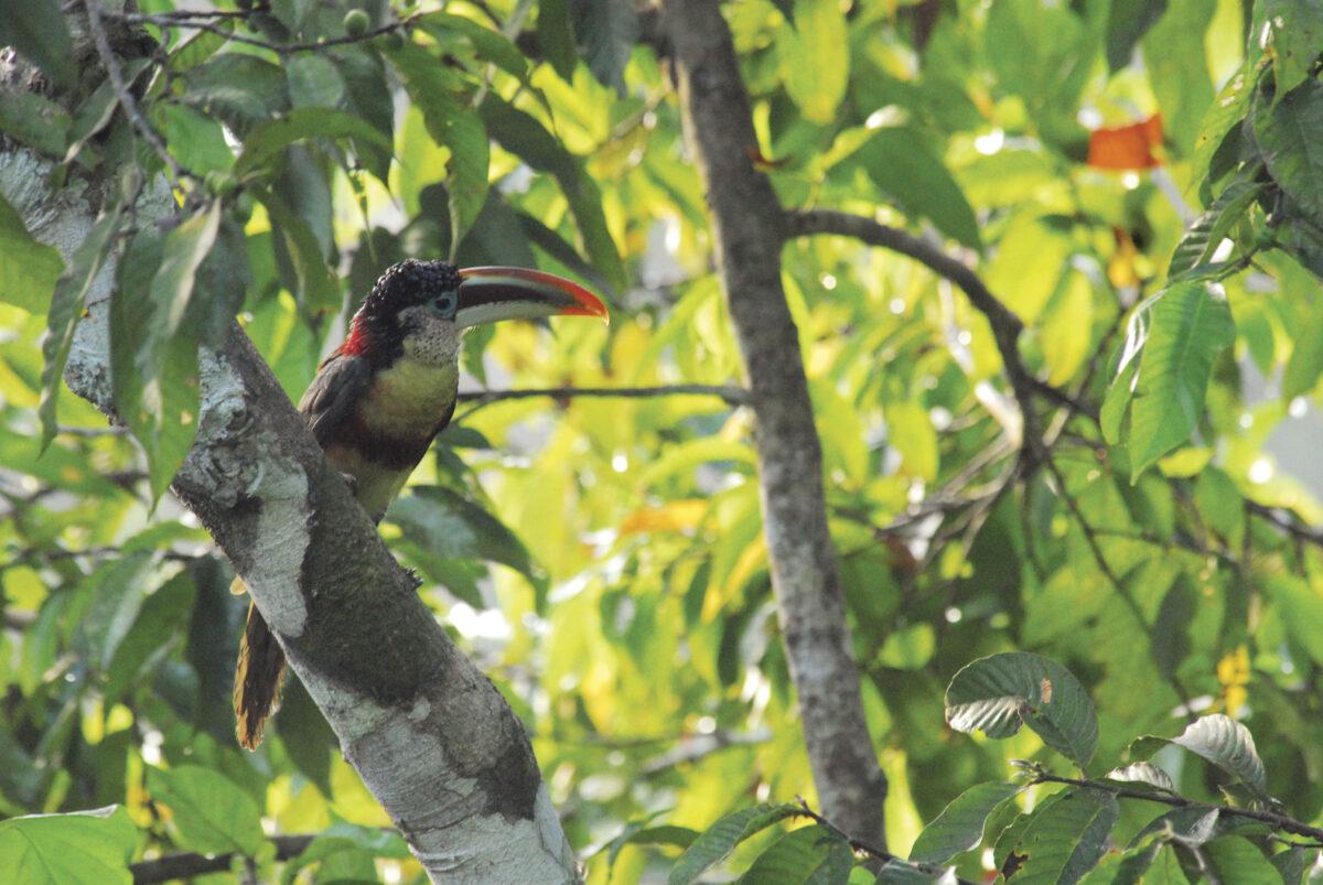 Rainforest Day 2023 – 5 facts about the Amazon