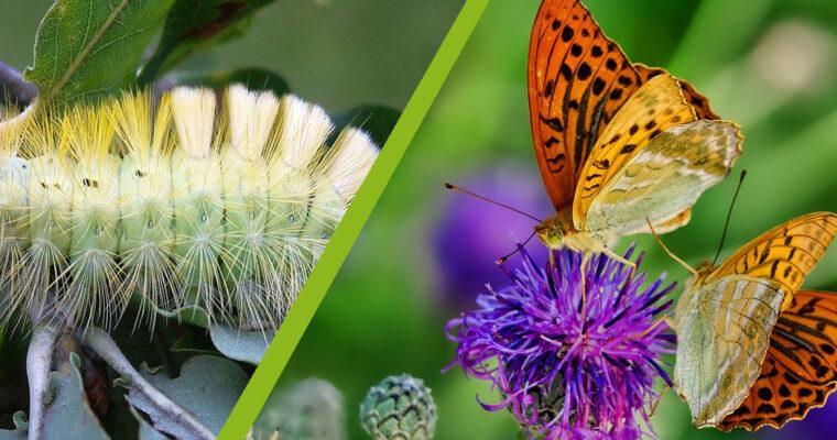12 top Nectar Plants for Butterflies in Germany