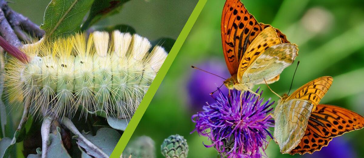 12 top Nectar Plants for Butterflies in Germany