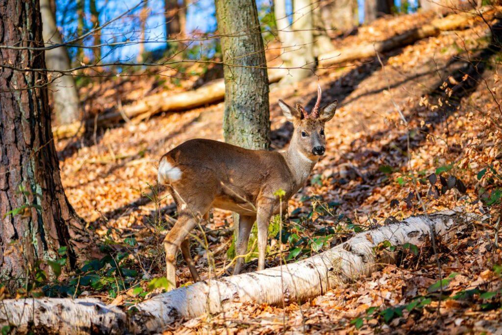 A young roebuck in the forest.